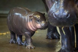 15 самых забавных детёнышей животных