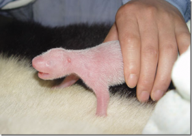 Панд забыли)