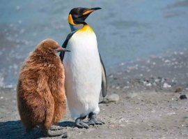 Королевский пингвин, походу, опекунство оформил.