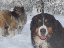 Морда первая, морда вторая и морды вместе :) Для тех, кто не силён в породах -- бернский зенненхунд и кавказская овчарка.