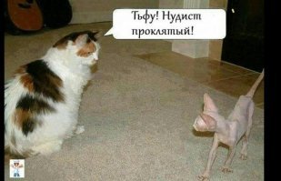 Хозяйка, доброе утро!