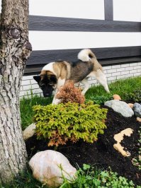 Как вариант спасения - подойдет)