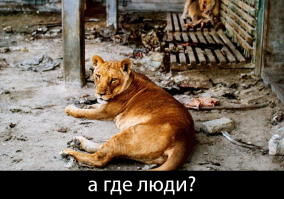 пост называется "люди и животные"
