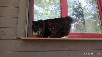 Кот неплох, но все же не такой красавец как мой.