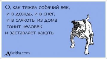 Забавная реакция Чихуахуа на снег во дворе