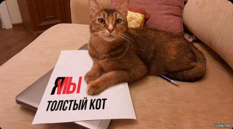 Толстый кот Виктор против Аэрофлота