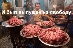В Индии поймали слона по кличке «Бен Ладен», который убил 5 человек