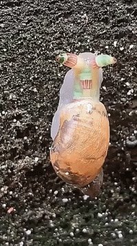 Это специальный глист, который выедает мозги у улитки и устраивает трясучку из того, что осталось, чтобы птичка обратила внимание и проглотила глиста (ему надо в птичку, чтобы размножиться). Иногда глист ПОПАадает не туда, куда хотел.