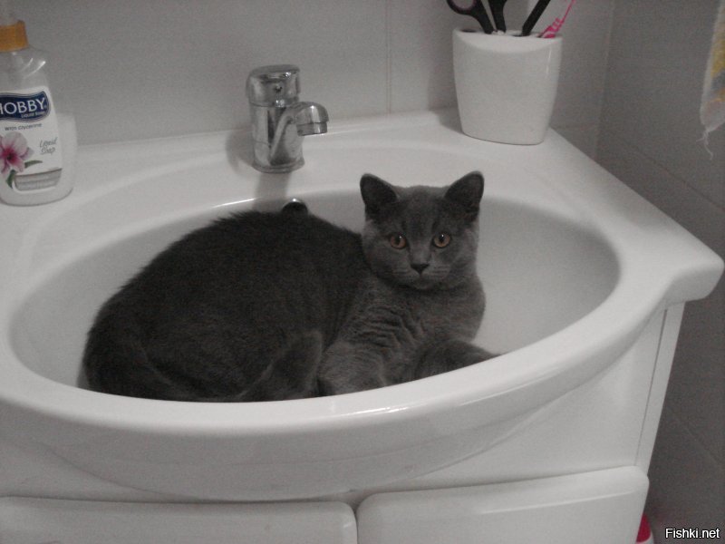 чего уставился??- в ванне зубы чисти!!- это моё лежбище. 
 (( так мой кот говорил всегда!