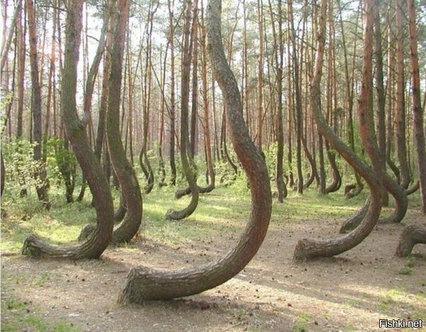 это не румынский лес - это Куршская коса, "Танцующий лес" под Калининградом.