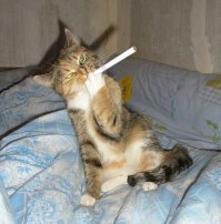 Кошка, которая не очень любит стримы