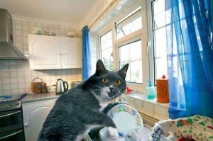 Ну видно надоело коту самому посуду мыть, решил хозяйку научить  :)