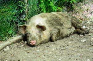 Можно, я своего котика в салон возьму? За перевес доплачу.