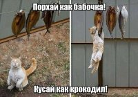 Я такую фигню в реале наблюдал, у нас кошак был, крупный, наглый, а брат вывесил рыбу вялится, проволоку натянул между двумя деревьями, от земли метра два (от этого кото-бандита), рыба отвисела спокойно дня два пока с похождений вернулся кошак, рыбу засёк он сразу, ходил вокруг, смотрел, с земли пытался запрыгнуть - нифига не получается, решил он с дерева допрыгнуть, допрыгнул, зубами вцепился и висит, а когти по засохшей чешуе елозят, висит и орёт, рыба то аж белая от соли. Минут пять держался...