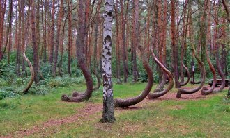 В западной части Польши, возле города Грыфино, расположен уникальный и единственный в своем роде кривой лес. Этот лес был посажен в начале 30-х годов прошлого века. 400 деревьев в сосновом бору, площадь которого 1,7 гектара, имеют одну отличительную черту: на высоте 25-30 сантиметров от земли их стволы согнуты под прямым углом в сторону севера, а затем начинают постепенно выравниваться, образуя красочные дуги.

Источник: