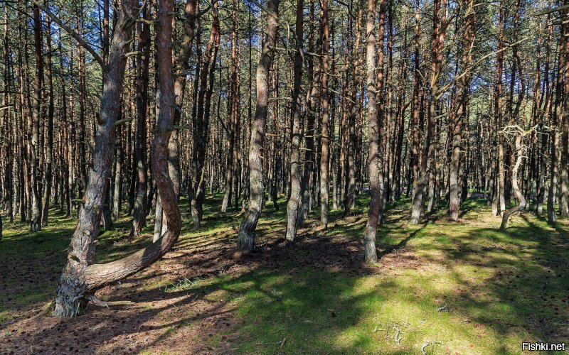 В Калининграде совершенно другое:
