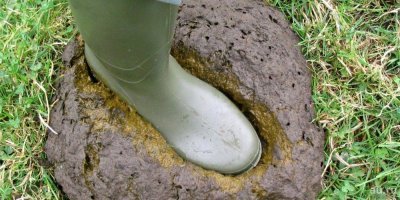 Иногда в лесу можно нарваться даже на мину