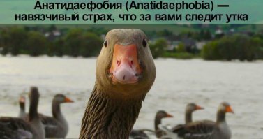 Прикольные и смешные картинки