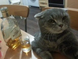Прикольные и смешные картинки