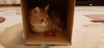 Котэ напоминает и про вечер не забывать!