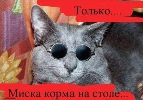 Образ кота в демотиваторах