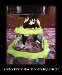 Образ кота в демотиваторах
