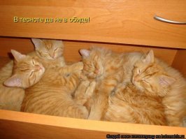 Фотографу удалось познакомиться с большой беличьей семьей