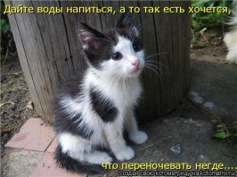Образ кота в демотиваторах