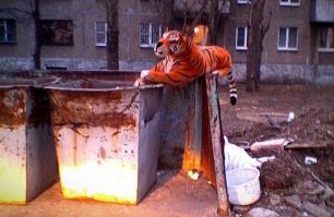 Прикольные и смешные картинки