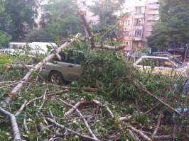 Высокие деревья не просто так же убирают со дворов.
Когда дерево представляет опасность, то его удаляют.