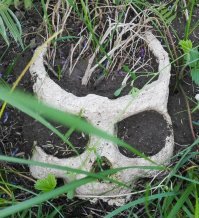 Грибы и кости животных в лесу - это, на мой взгляд, нормально.

Я как-то раз кое-что более необычное нашёл.