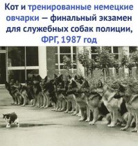 Естественно, также как и служебные собаки не должны реагировать ни на кошек, ни на других собак. Поэтому собаки-поводыри оооочень дорого стоят.