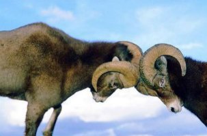 Урок для слишком настойчивого водителя Suzuki