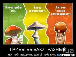 Если грибы не растения, то что это такое?