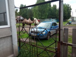 Омская область. Пришли почесаться об машину, а отгонять страшно- очень большие)))