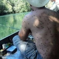 Правда или нет, не проверял,но читал, что после определенного количества укусов "за раз", в течение часа, например (но много, очень много, вроде как около тысячи), организм перестает воспринимать укус. И это "состояние" продолжается несколько недель - месяц. И типа некоторые охотники и прочие в тайге, тундре практикуют такой метод. Потерпеть час, зато не замечать комаров месяц.
По сути, сам по себе укус не представляет никакой опасности (если, конечно, енто не малярийный комар ), а чешется это место из-за микроскопических следов какого то вещества, которое остается с носа комара (я не понимаю природу этого, почему естественный отбор над этим не поработал, кусай, нахрен "втихаря", зато никто не прихлопнет. Видимо природе зачем то надо расчесывание). Вполне может быть, что организм может выключить чувствительность к нему, как к постоянному раздражителю при ЭТОМ методе.
Точно так же, как ухо постепенно перестает слышать постоянный равномерный шум (вернее мозг его отфильтровывает и перестает замечать), как нос перестает чувствовать устойчивый постоянный запах в помещении и т.д.