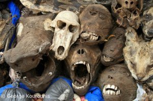 нет страшнее и ужаснее хищника на планете чем человек