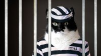 Прикольные и смешные картинки