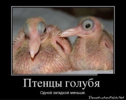15 самых забавных детёнышей животных: часть 2