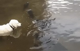 за это хозяину можно и в рыло дать. 
это явно городской пруд, где люди кормят сомов и те чувствуют себя вольготно. это то же самое, что охотиться в городском парке на уток, плавающих в том же пруду.