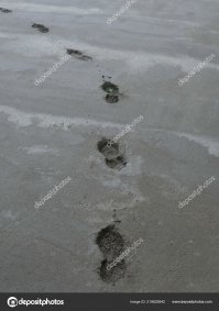 "Ученые подтвердили, что это была именно кошка. Ну а кто же еще пройдет по свежему бетону, если не она?" Про Homo sapiens забыли.