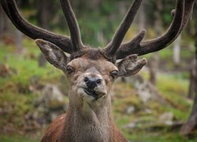 Гордый олень решил атаковать конкурента, но тот оказался муляжом