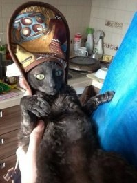 Прикольные и смешные картинки