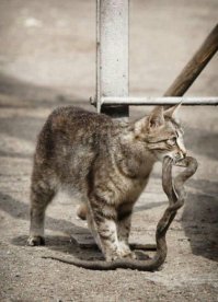 хорошая киса