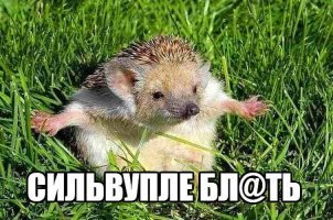 Это видео с ежиком сделает ваш день