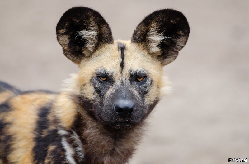 Это полосатая гиена. Гиеновую собаку можно легко отличить от гиены по круглым ушам.