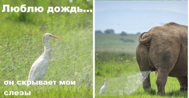 Дико забавные! Объявлены победители конкурса смешных фотографий природы