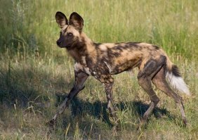 я конечно не зоолог, но это, вроде, полосатая гиена, а гиеновая собака вот такая: