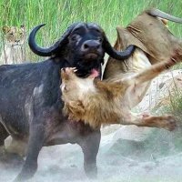 Буйвол и  взрослого льва может жизни лишить.  Ибо рога и мощь...