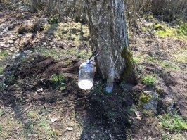 Мы березу пытались оживить , стояла там с царских времен но когда поняли что все труды напрасны позвали бригаду они ее быстро убрали , за одно нам дров для бани напилили . Дети у меня хоть и не маленькие но по весне спросили папа а что у каждого дома стоят бутылки с трубками из дерева :) пришлось показать что такое березовый сок . У меня осталось 3 березы  9 елей и 27 елок .